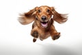 Cute and cheerful dog in flight on a white background. Playful dachshund Royalty Free Stock Photo
