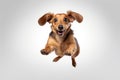 Cute and cheerful dog in flight on a white background. Playful dachshund