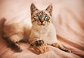 A cute cheerful tabby Thai kitten plays with a ball of wool rope on a bed with a pink blanket. A pet and household items Royalty Free Stock Photo