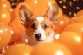 Cute cheerful white welsh corgi puppy with orange balloons on birthday party. Holiday and birthday concept