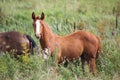 Cute chestnut baby foal portrait Royalty Free Stock Photo