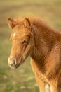 Cute chestnut colored Icelandic horse foal Royalty Free Stock Photo