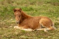 Cute chestnut colored Icelandic horse foal Royalty Free Stock Photo