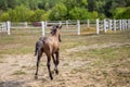 Cute chestnut foal foal trotting and making dust near white wooden fence at the farm, back view Royalty Free Stock Photo