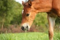 Cute chestnut foal at the grazing Royalty Free Stock Photo