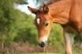 Cute chestnut foal at the grazing Royalty Free Stock Photo