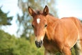 Cute chestnut foal at the grazing Royalty Free Stock Photo