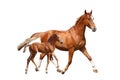 Cute chestnut foal and his mother trotting on white background