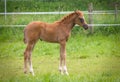 a cute chestnut foal in the meadow Royalty Free Stock Photo