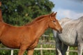 Cute chestnut foal Royalty Free Stock Photo