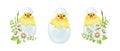 Cute chick in cracked egg shell with flower decor set. Watercolor painted illustration. Hand drawn small fluffy chicken Royalty Free Stock Photo