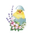 Cute chick in cracked egg shell with flower decor. Watercolor painted illustration. Hand drawn small chicken hatched Royalty Free Stock Photo