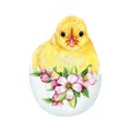 Cute chick in cracked egg shell with spring flower Easter decor. Watercolor illustration. Hand drawn small chicken Royalty Free Stock Photo