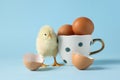 Cute chick, cup with eggs and pieces of shell on light blue background, closeup. Baby animal