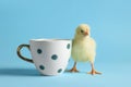 Cute chick and cup on light blue background, closeup. Baby animal Royalty Free Stock Photo