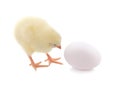 Cute chick and egg isolated on white background.