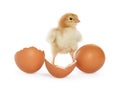 Cute chick, egg and pieces of shell on white background. Baby animal Royalty Free Stock Photo