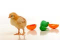 cute chick in front of green and orange painted broken eggshells
