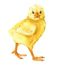 Cute chick, isolated on white, watercolor illustration Royalty Free Stock Photo