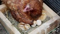 cute chick just born, hen or sitter incubate eggs in the nest