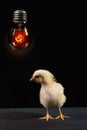Cute chick with light bulb Royalty Free Stock Photo