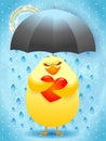 Cute chick in love with umbrella, rain and rainbow.