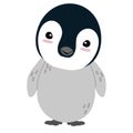 Cute chick Penguin cartoon flat Royalty Free Stock Photo