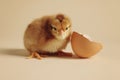 Cute chick and piece of eggshell on beige background, closeup. Baby animal