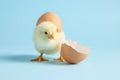 Cute chick and pieces of eggshell on light blue background, closeup. Baby animal Royalty Free Stock Photo