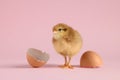 Cute chick and pieces of eggshell on pink background, closeup. Baby animal