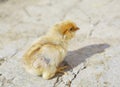 Cute Chick