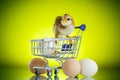 Cute chick in a trolley with eggs Royalty Free Stock Photo