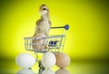 Cute chick in a trolley with eggs Royalty Free Stock Photo