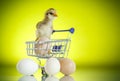 Cute chick in a trolley with eggs Royalty Free Stock Photo