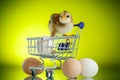 Cute chick in a trolley with eggs Royalty Free Stock Photo