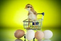 Cute chick in a trolley with eggs Royalty Free Stock Photo