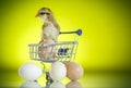 Cute chick in a trolley with eggs Royalty Free Stock Photo