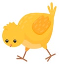 Cute chick walking. Baby chicken bird character