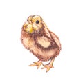 Cute chick watercolor illustration. Easter set. Hand painted card with traditional symbols isolated on white background. Royalty Free Stock Photo