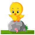 Cute chicken cartoon