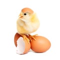 Cute chicken on eggs Royalty Free Stock Photo