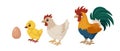 Cute chicken family - egg, chick, hen and rooster. The process of growing a chicken. Royalty Free Stock Photo