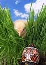 Cute Chicken Hiding in Grass