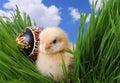 Cute Chicken Hiding in Grass