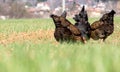 Cute chicken`s backs Royalty Free Stock Photo