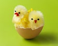 Cute chickens in easter egg shell Royalty Free Stock Photo