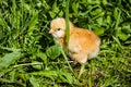 cute chickens freshly hatched. spring chicks Royalty Free Stock Photo