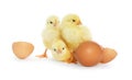 Cute chicks, egg and pieces of shell on white. Baby animals