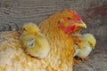 Farm. Hen with chicks Royalty Free Stock Photo