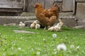 Cute chicks with their mother in front of an old door Royalty Free Stock Photo